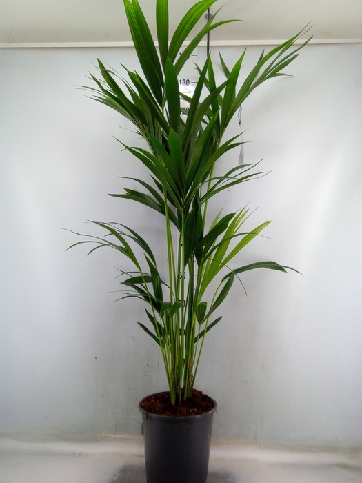 <h4>Howea forsteriana</h4>