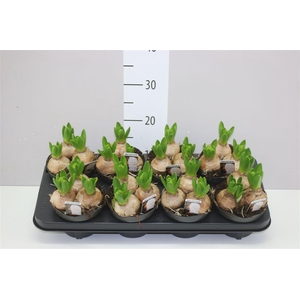 Hyacinthus White Pearl 3pp X