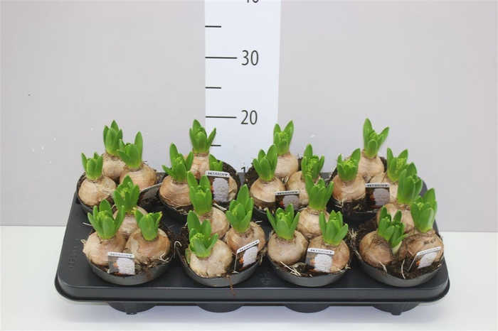 <h4>Hyacinthus White Pearl 3pp X</h4>