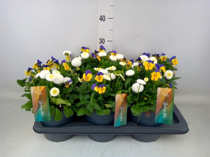 <h4>Perkplanten   ...         [Bedding]</h4>