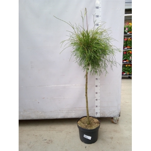 Thuja occid.
