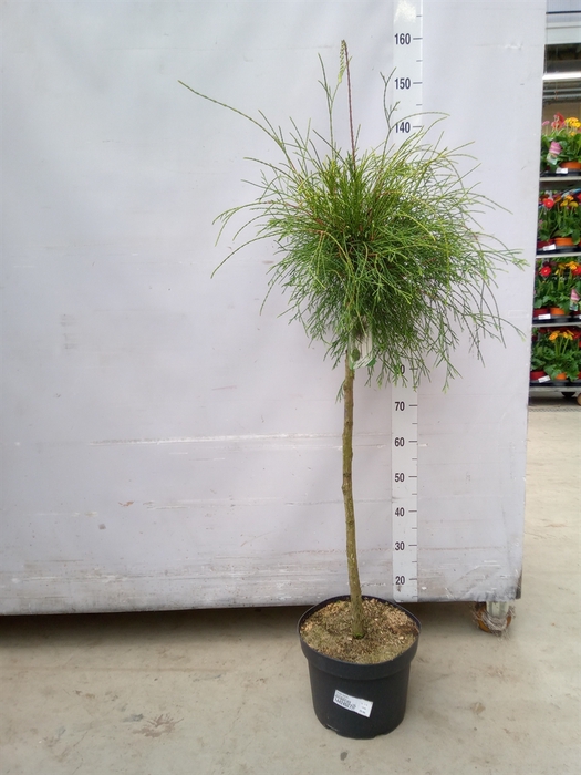<h4>Thuja occid.</h4>