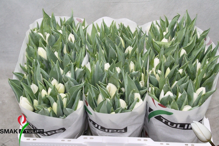 <h4>TU EN WHITE PRINCE</h4>