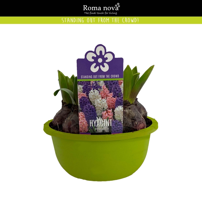 <h4>Hyacint Festival 16cm</h4>