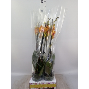 Phalaenopsis   ...orange