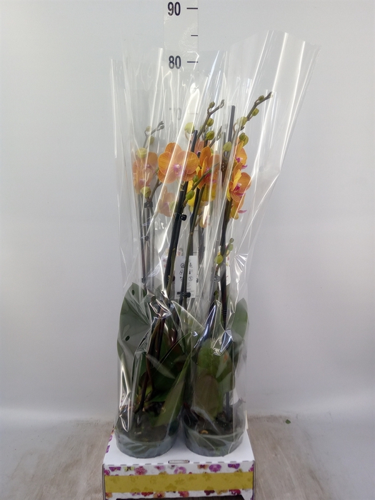 <h4>Phalaenopsis   ...orange</h4>