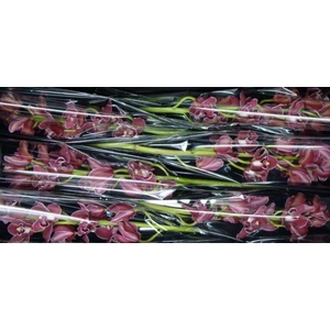 Valley of Fire 70 cm