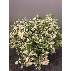 Pitto Irene Paterson