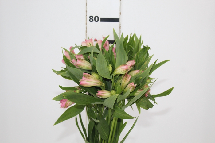 <h4>ALSTROEMERIA DUBAI 080 CM</h4>