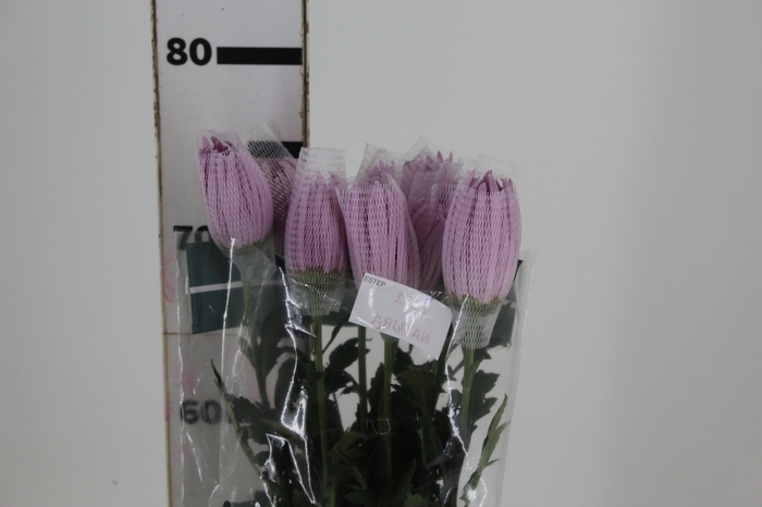 <h4>ANASTASIA CIPRIA 080 CM LILAS</h4>
