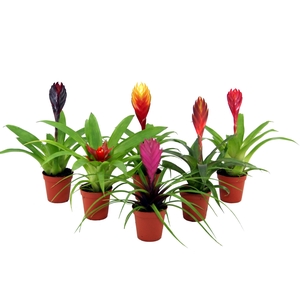 Bromelia