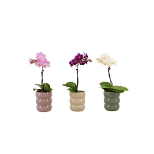 Liam Mix Tiny Dolls Mix 1T7+ Aqu@