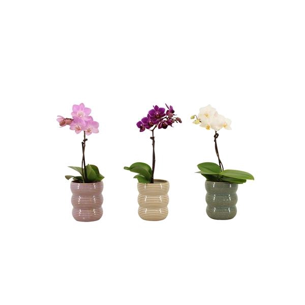 <h4>Liam Mix Tiny Dolls Mix 1T7+ Aqu@</h4>