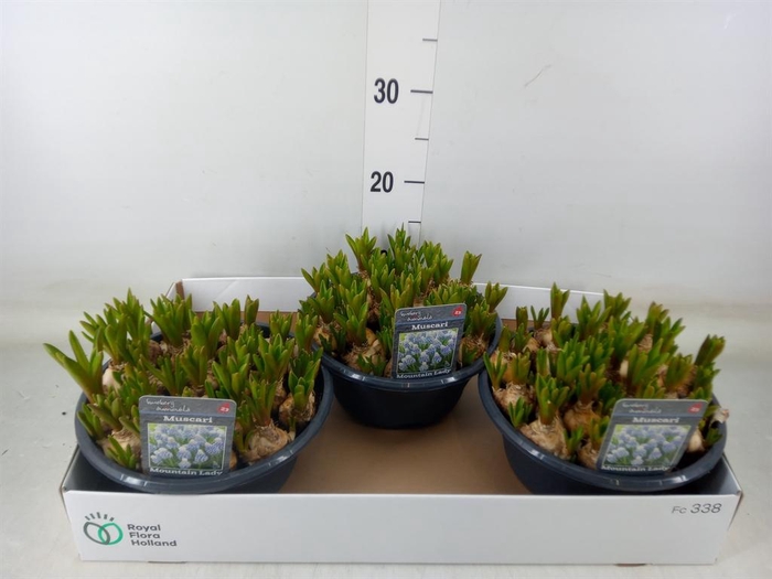 <h4>Muscari  'Mountain Lady'</h4>