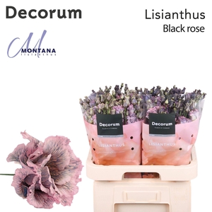 Eust. russ. DU DYED 'Alissa Black Rose'