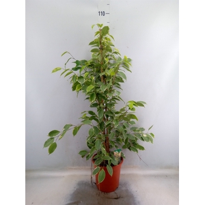 Ficus benja. 'Golden King'