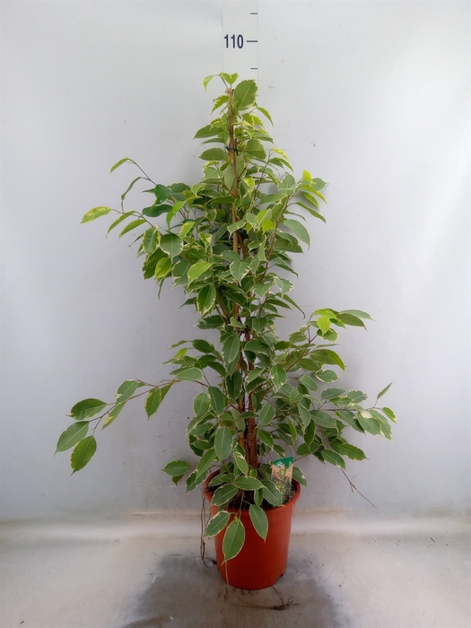 <h4>Ficus benja. 'Golden King'</h4>