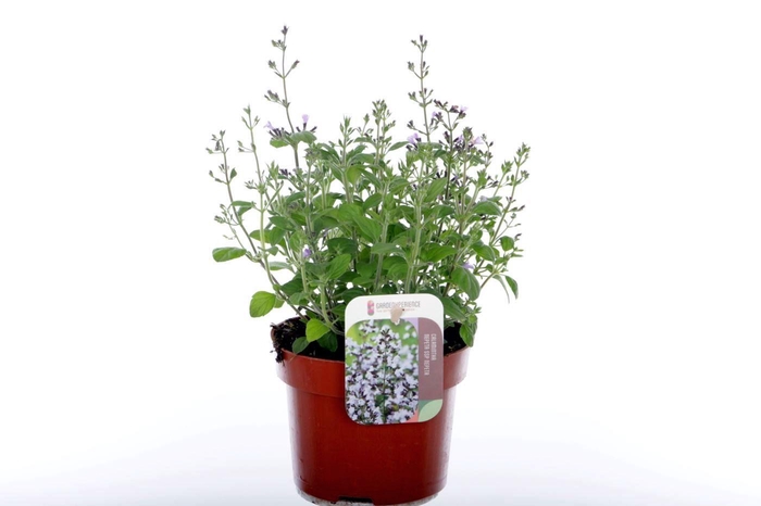 <h4>Calamintha nepeta marv. blue</h4>