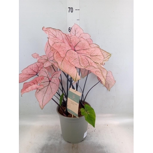 Caladium   ...