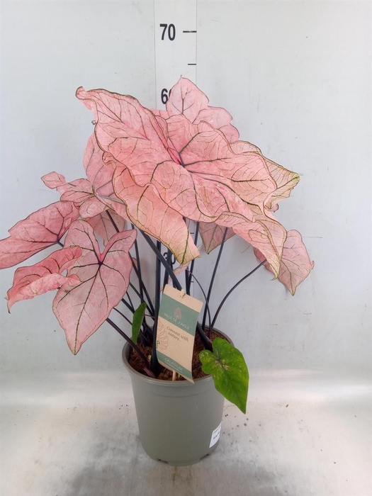 <h4>Caladium   ...</h4>