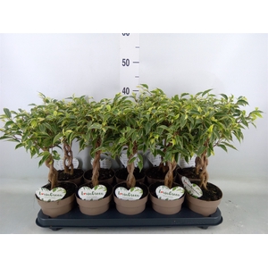 Ficus benja. 'Nina'