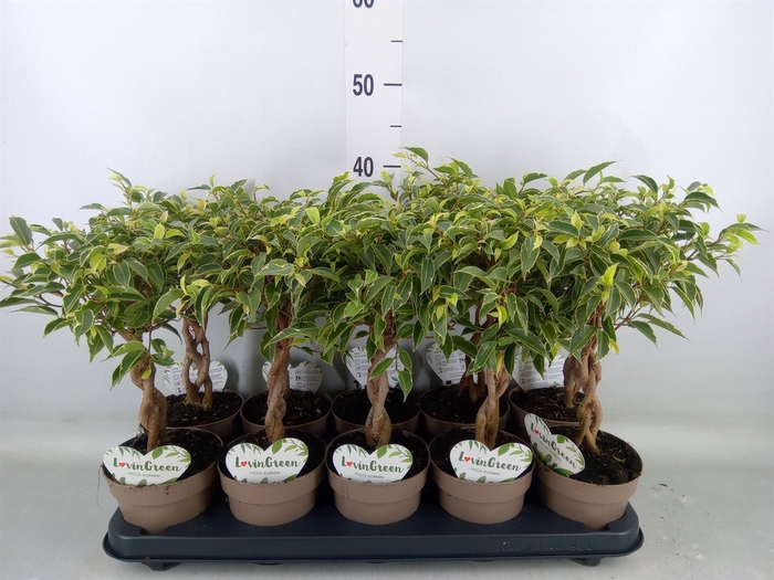 <h4>Ficus benja. 'Nina'</h4>