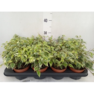 Ficus benja. 'Kinky'