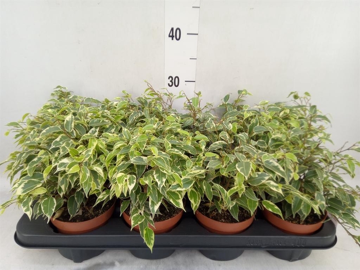 <h4>Ficus benja. 'Kinky'</h4>