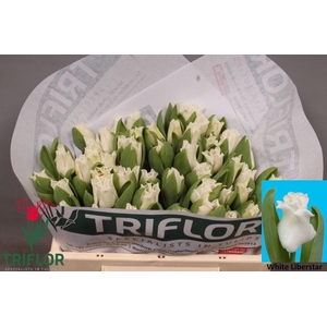 TU CO WHITE LIBERSTA