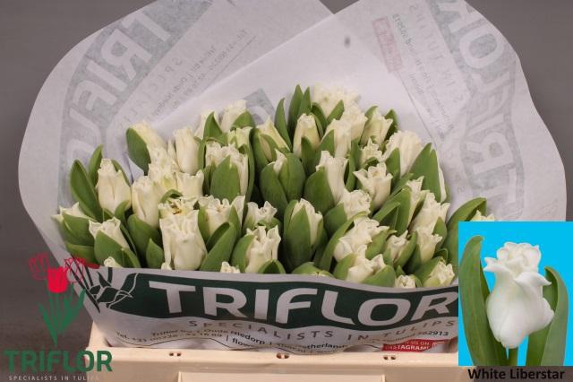 <h4>TU CO WHITE LIBERSTA</h4>