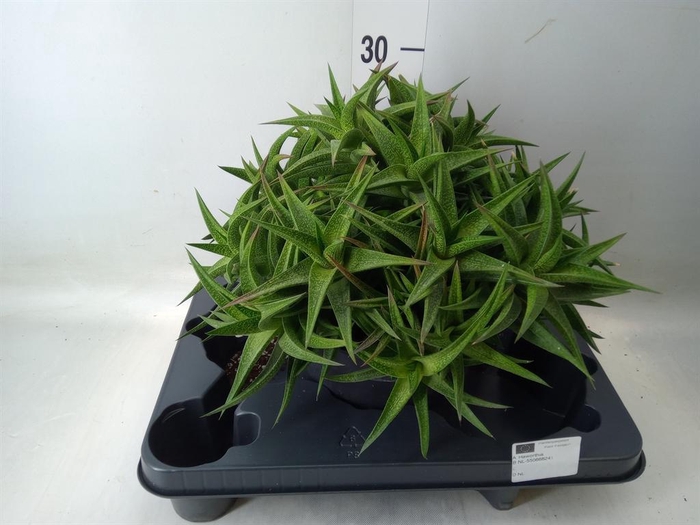 <h4>Haworthia   ...</h4>