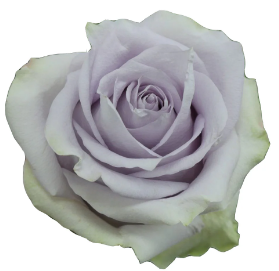 <h4>R Gr Silver Light Lavender 40cm EC</h4>