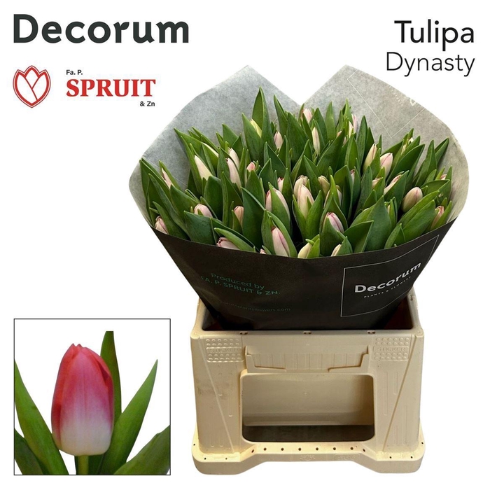 <h4>Tu En Dynasty</h4>