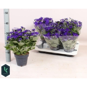 PERI C SEN DEEP BLUE