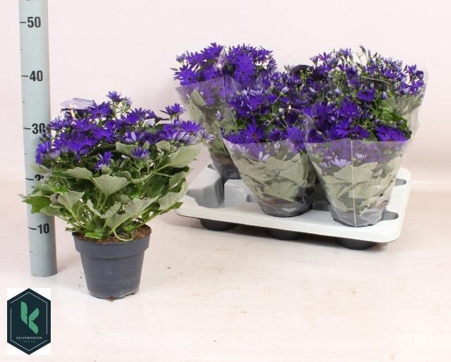 <h4>PERI C SEN DEEP BLUE</h4>