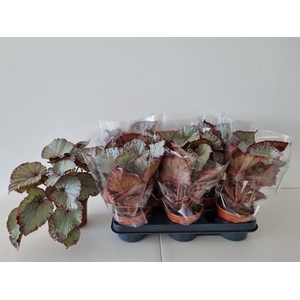 Begonia BD 'Hawaiian Silver'