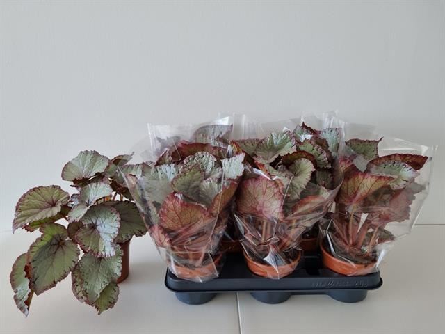 Begonia BD 'Hawaiian Silver'