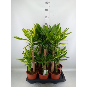 Dracaena frag.   ...mix 3
