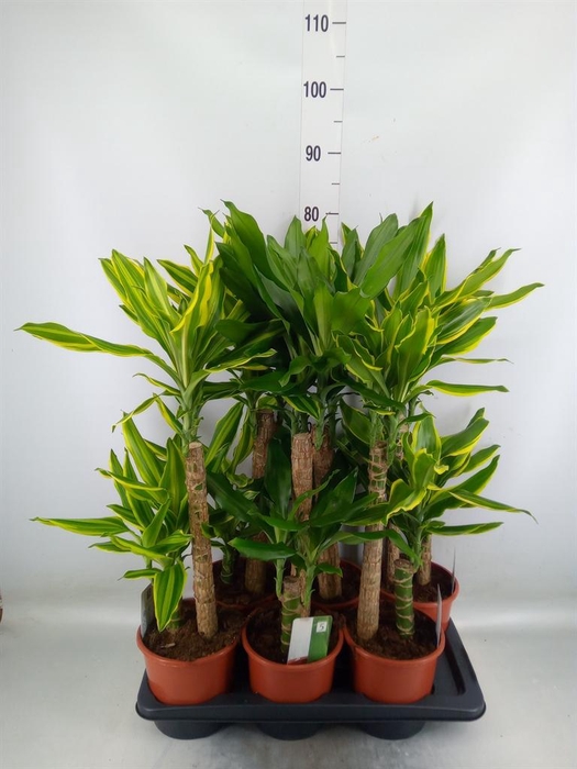 <h4>Dracaena frag.   ...mix 3</h4>