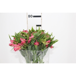 ALSTROEMERIA DUBAI 080 CM