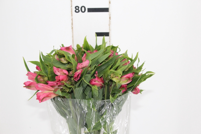 <h4>ALSTROEMERIA DUBAI 080 CM</h4>
