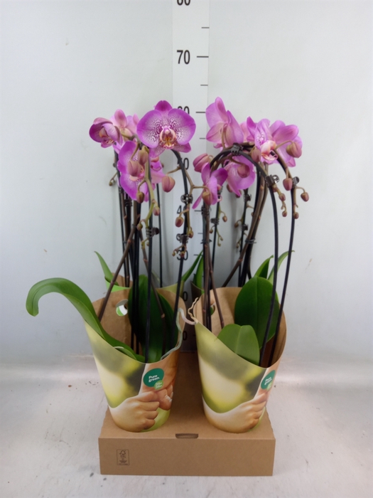 <h4>Phalaenopsis  'Elegant Cascade'</h4>