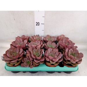 Echeveria   ...
