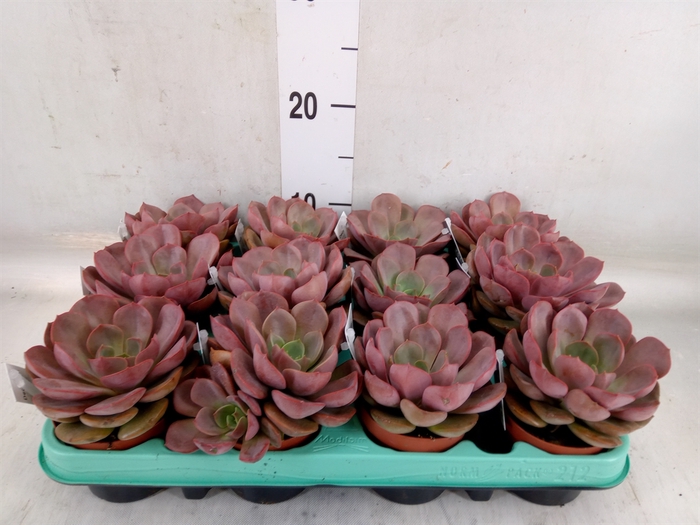 <h4>Echeveria   ...</h4>