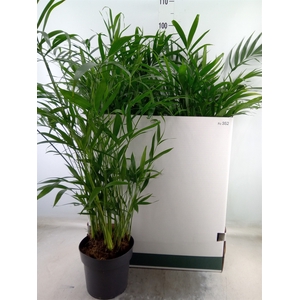 Chamaedorea cataractarum