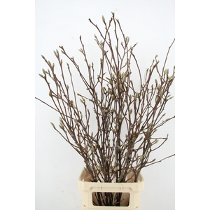 MAGNOLIA GRANDIFLORA X9