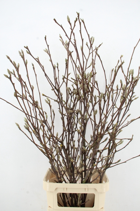 <h4>MAGNOLIA GRANDIFLORA X9</h4>