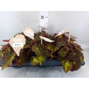Begonia BD 'MagicColours Montuno'