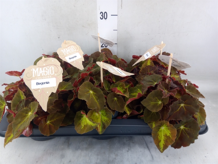 <h4>Begonia BD 'MagicColours Montuno'</h4>