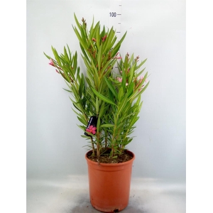Nerium oleander   ...